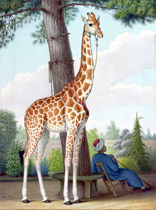 Giraffe rider rest