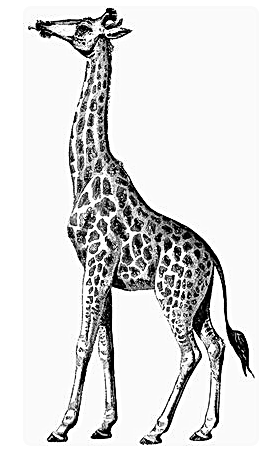 giraffe-browsing