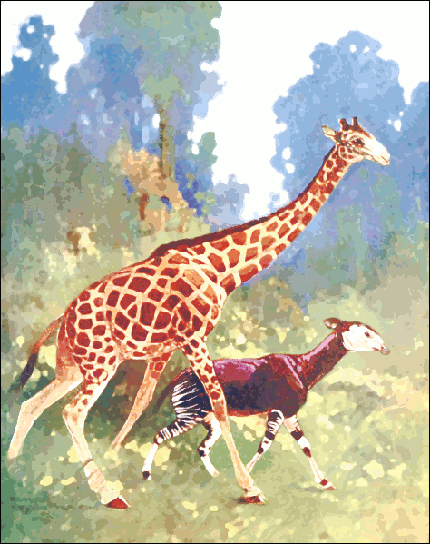 giraffe and Okapi