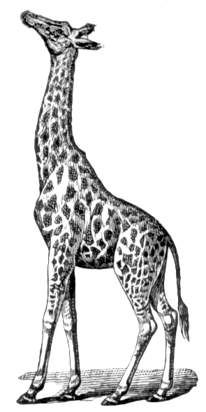 giraffe lineart