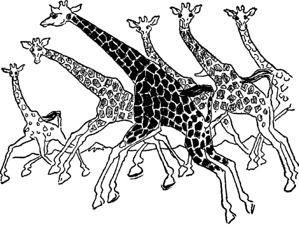 giraffes running