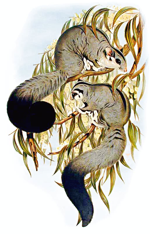 Squirrel glider  Petaurus norfolcensis