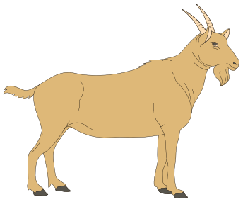 Goat brown