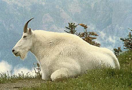 Mountain Goat sitting