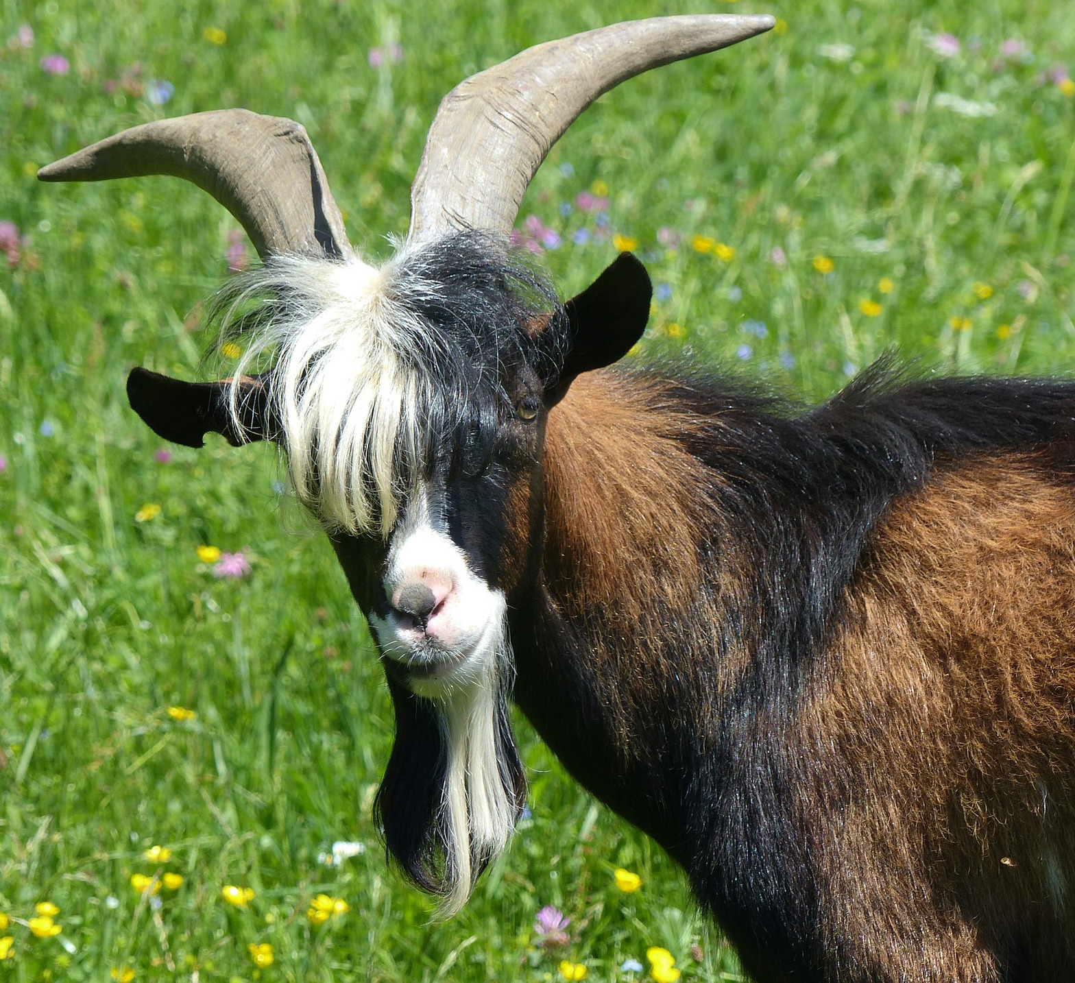 billy-goat-photo