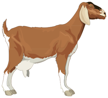 dairy-goat