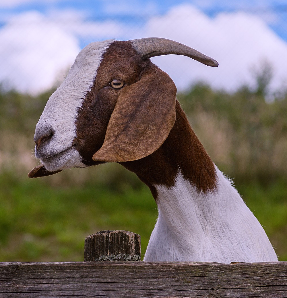 goat-behind-fence