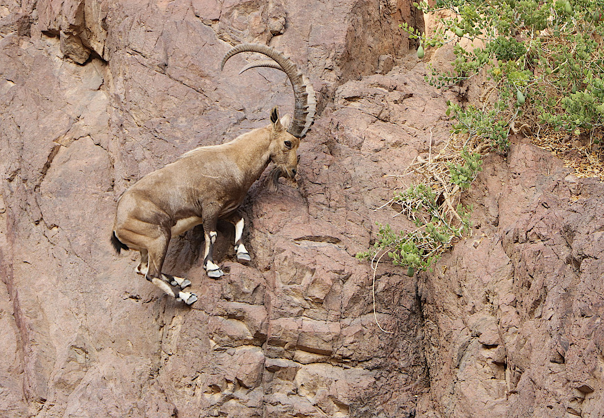 goat-climbing