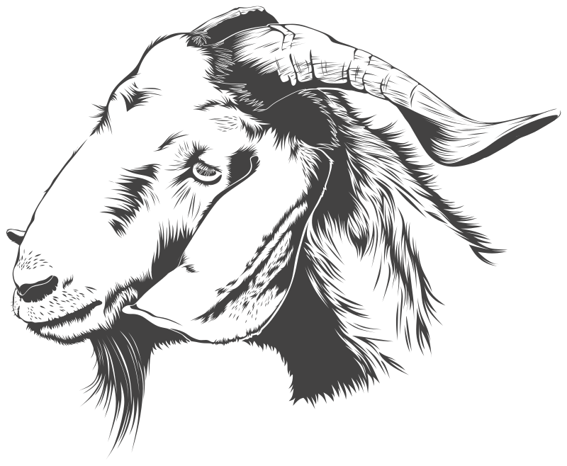 goat-head-lineart