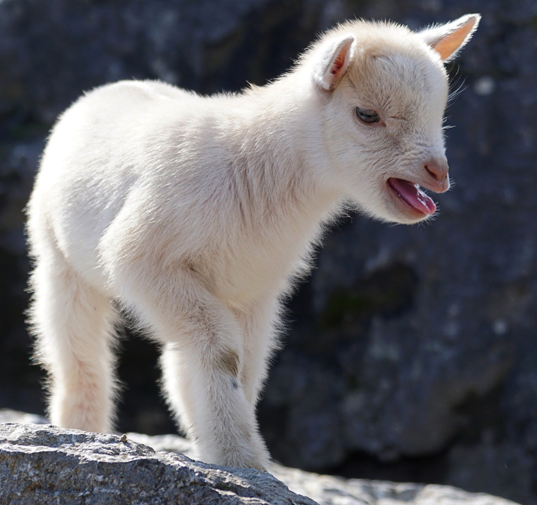 goat-kid-white