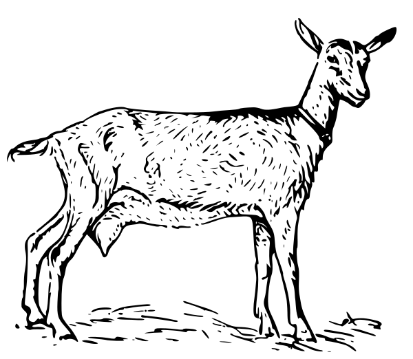 goat 2