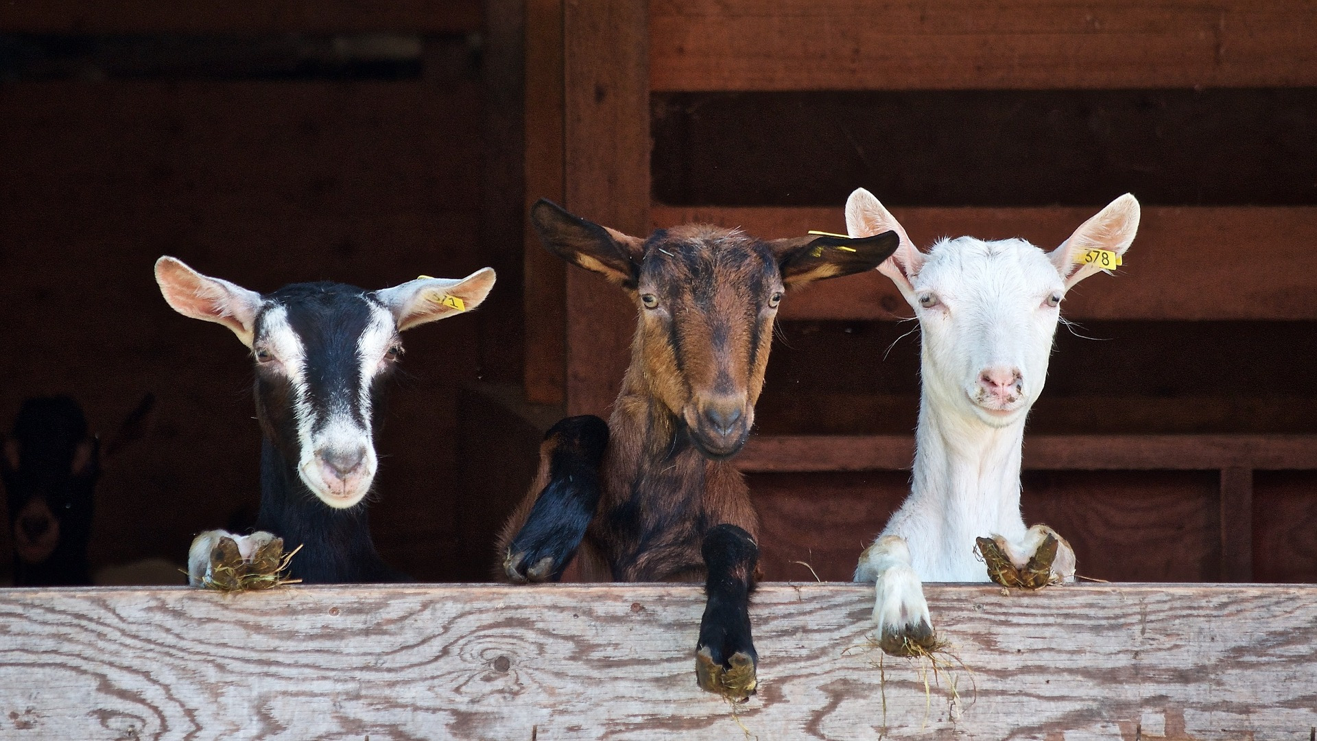 goats-curious