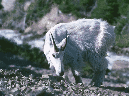 mountain goat 3