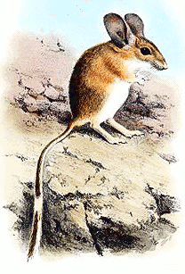 Zagros Mountains mouse-like hamster  Calomyscus bailwardi