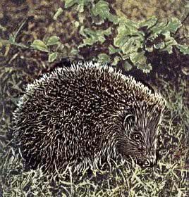 Hedgehog photo