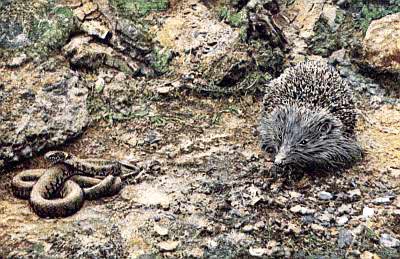 Hedgehog preparing to attack Grass snake