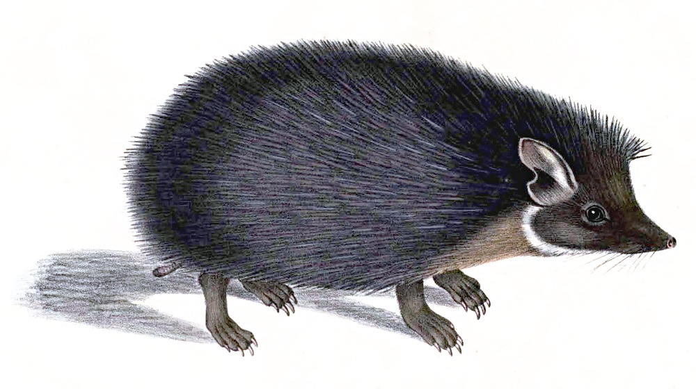 Indian Long-eared Hedgehog