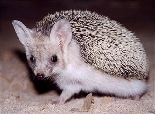 Long-eared hedgehog 2