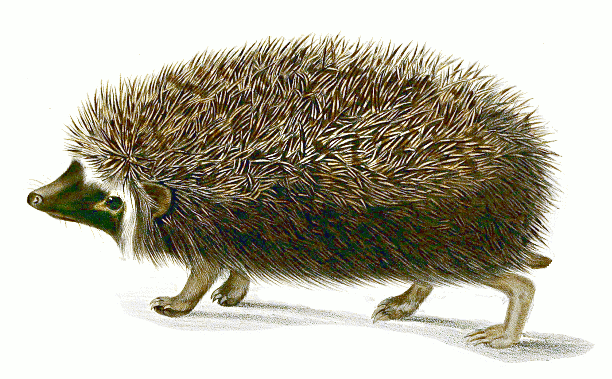 South African hedgehog  Atelerix frontalis