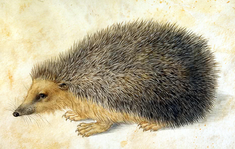 hedgehog drawing