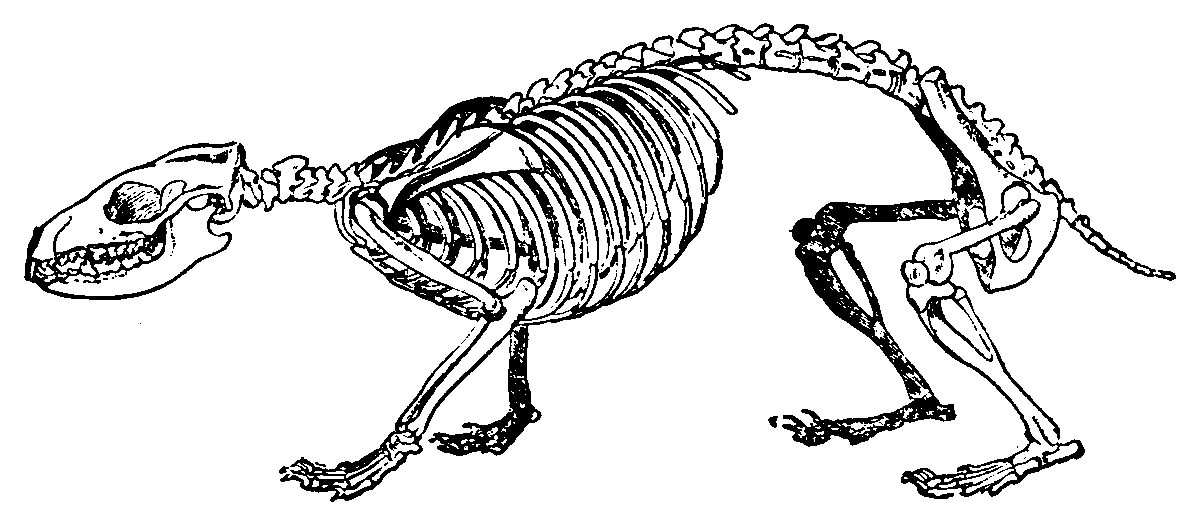 hedgehog skeleton