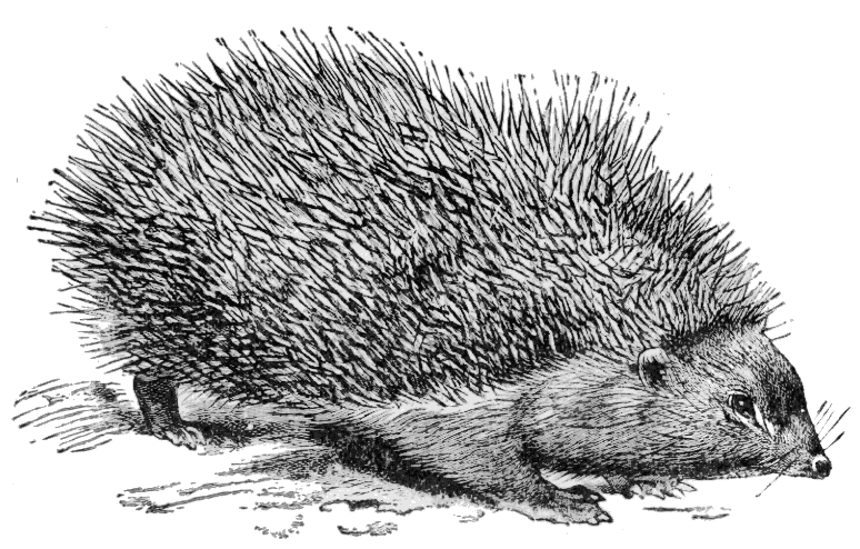 hedgehog sketch
