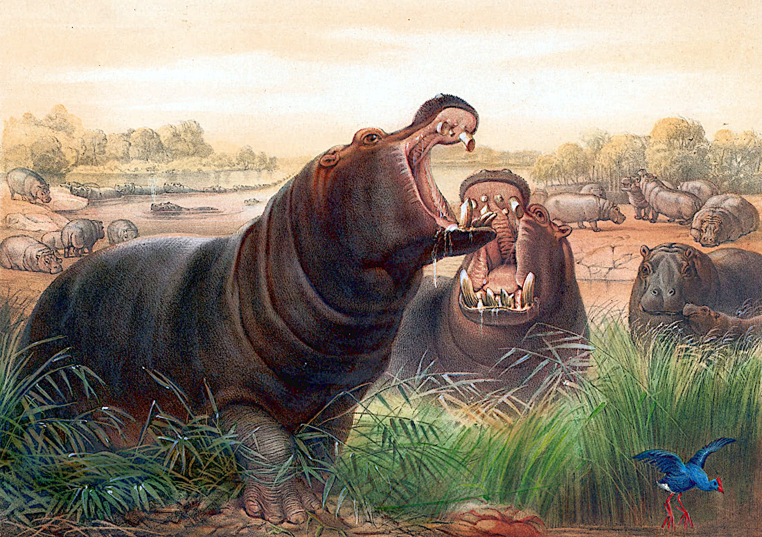Hippo painting