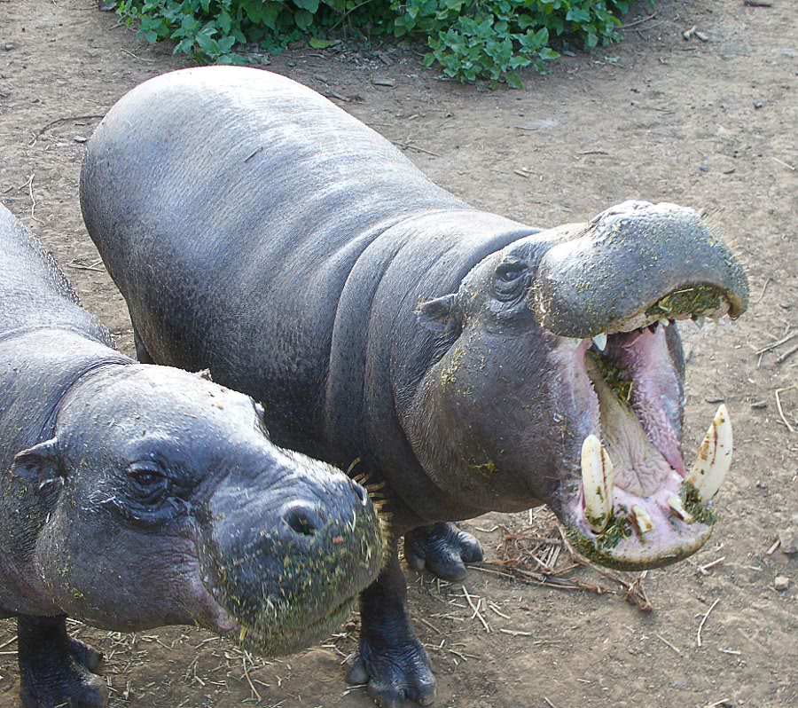 Pygmy hippopotamus hungry