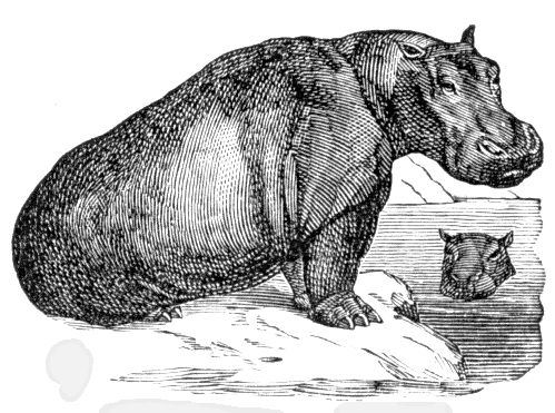 hippopotamus-lineart