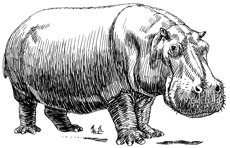 hippopotamus large BW