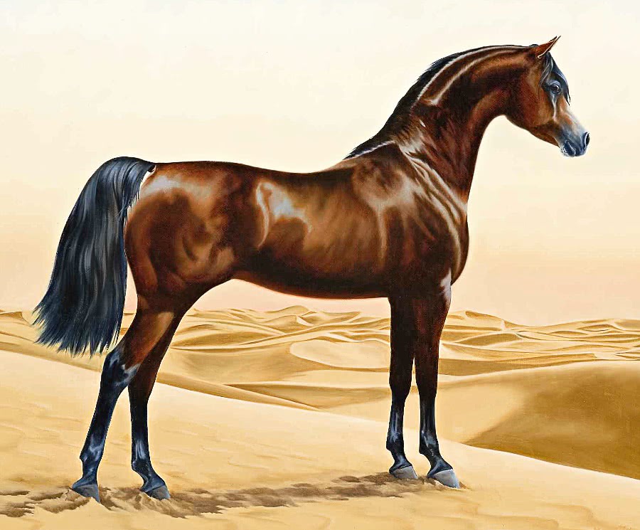 Arabian horse horse