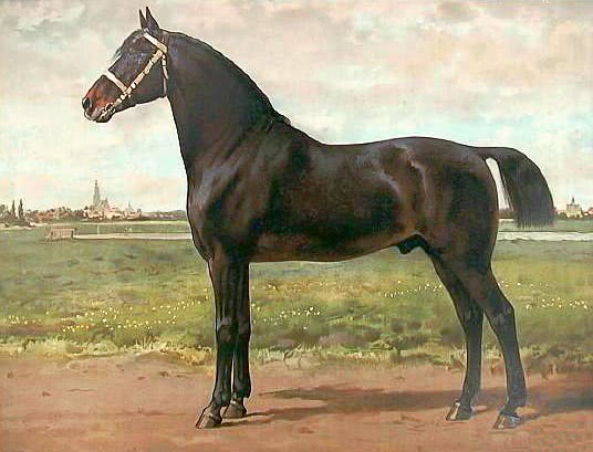 Groninger horse
