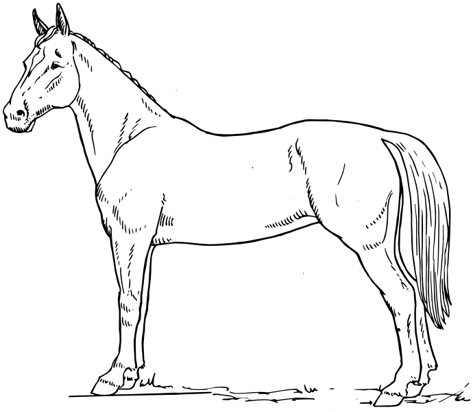 Horse outline