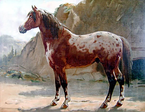 Pinzgauer horse