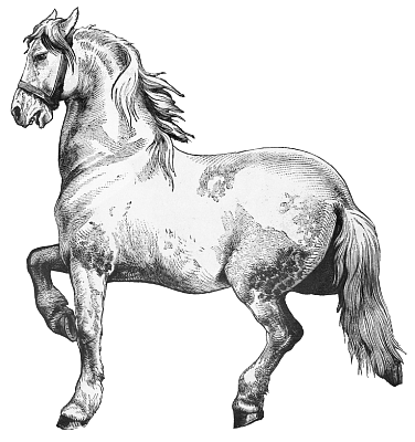 horse 11