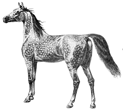 horse 12