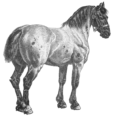 horse 17