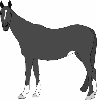 horse 18