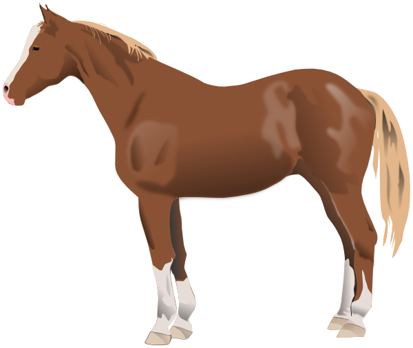horse brown