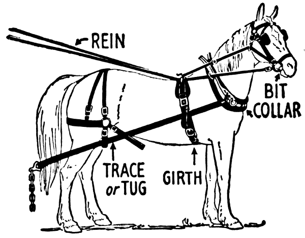 collar rein girth on horse