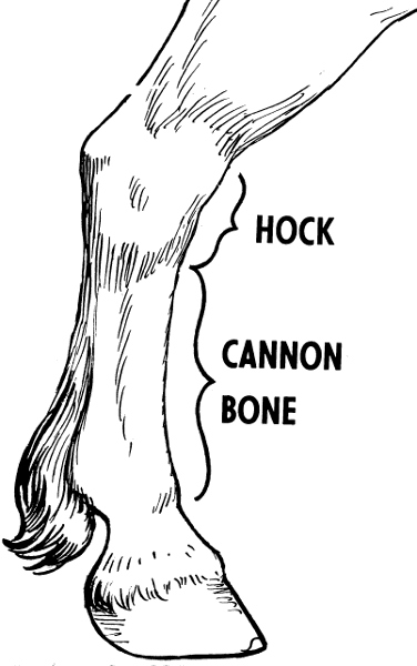 horse lower leg