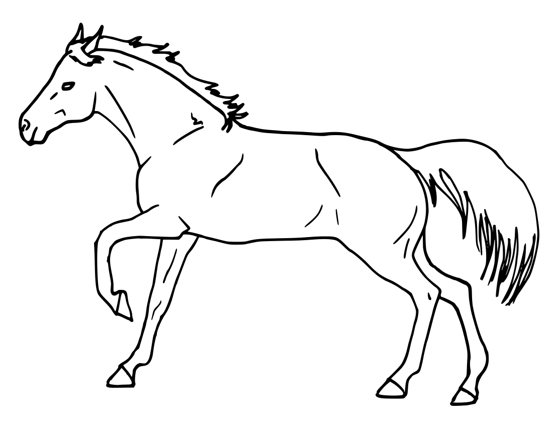horse profile 2