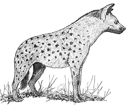 Spotted hyena lineart