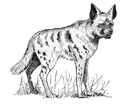 Striped hyena lineart