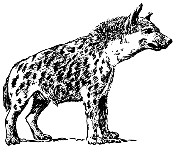 hyena 2