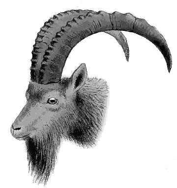 Alpine Ibex head