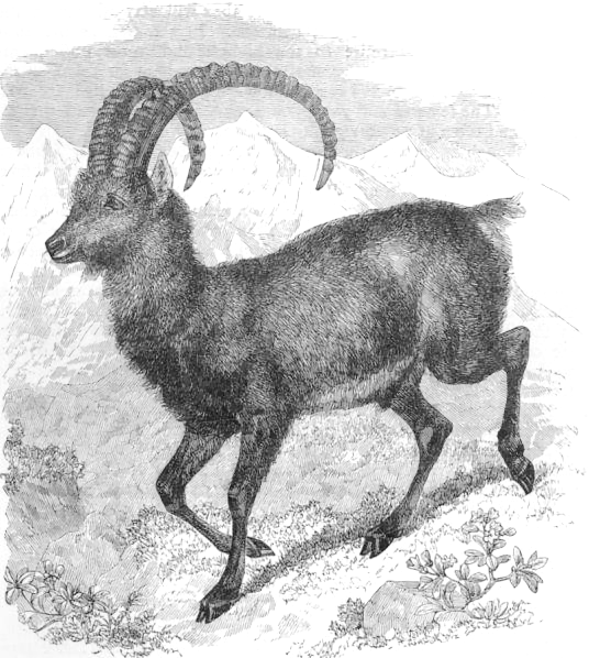 Himalayan Ibex  capra siberica