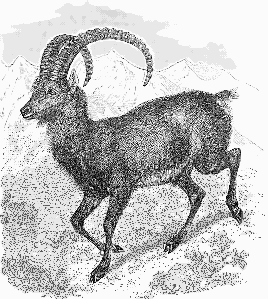 Siberian ibex  Capra sibirica