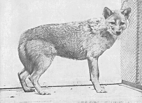 European jackal  Canis aureus moreotica