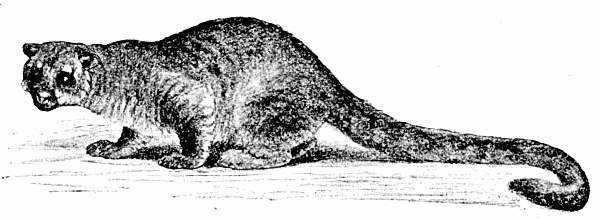 Kinkajou  Cercoleptes caudivolvulus
